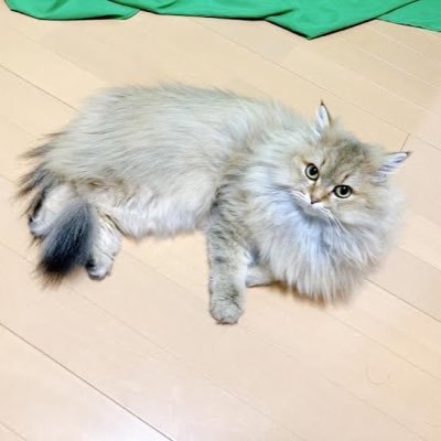 ヘイム 選手さんのプロフィール画像